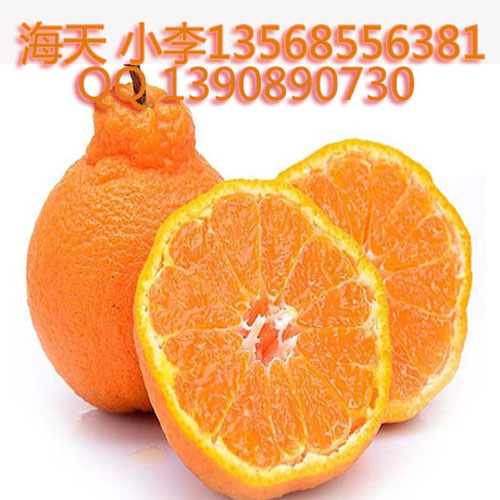 柑橘苗圖片/柑橘苗樣板圖 (2)