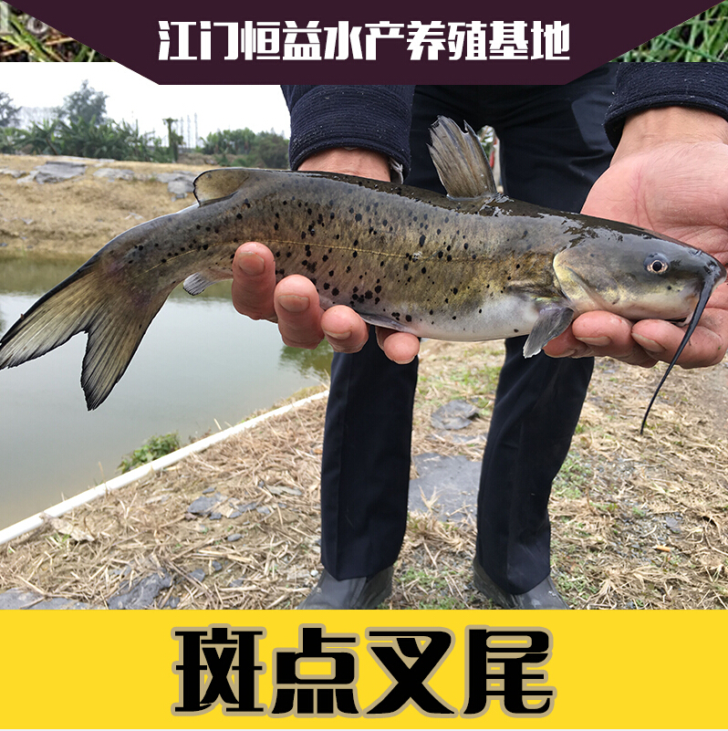 供應(yīng)斑點(diǎn)叉尾魚苗批發(fā) 淡水斑點(diǎn)叉尾鮰魚1-2斤3-5斤各種規(guī)格