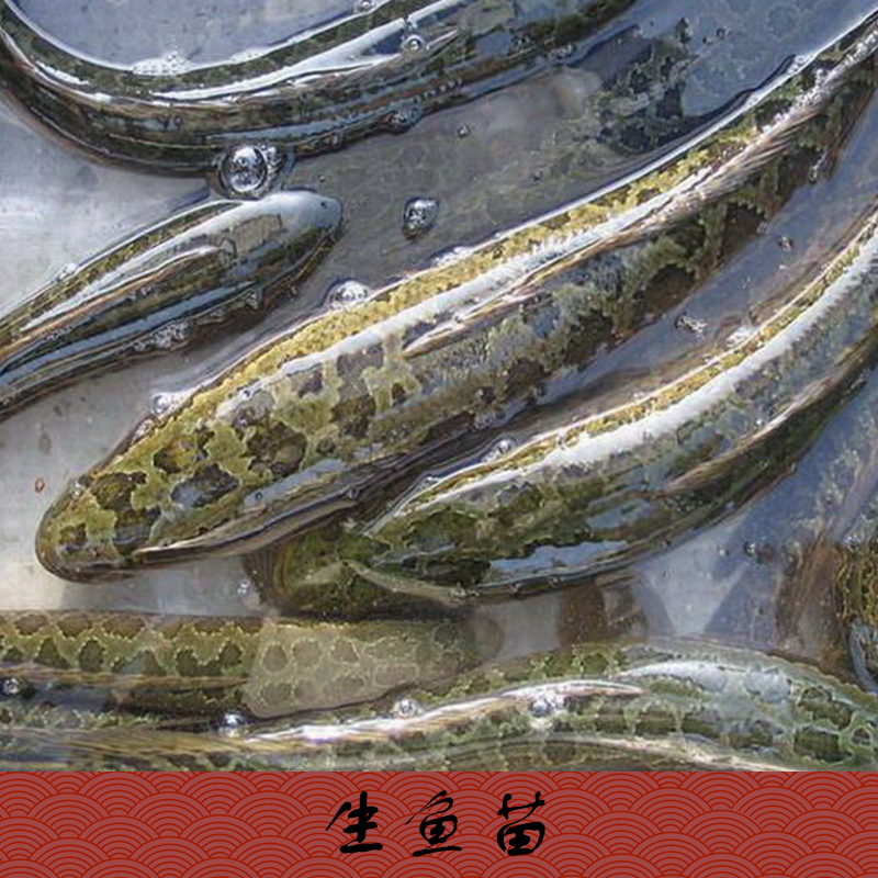 魚苗圖片/魚苗樣板圖 (4)