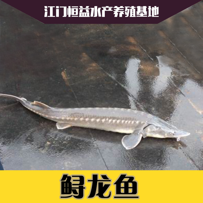 供應(yīng)供應(yīng)江門鱘龍魚魚苗價格養(yǎng)殖技術(shù),病害防治，批發(fā)價格，在哪有鱘龍魚苗買