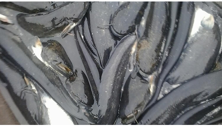 大口鯰魚苗圖片/大口鯰魚苗樣板圖 (4)