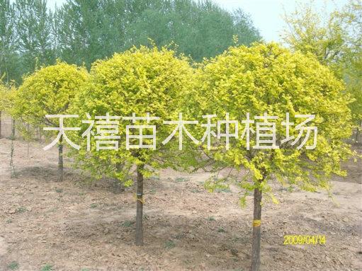 供應(yīng)用于優(yōu)質(zhì)的北方天禧園林綠化苗木