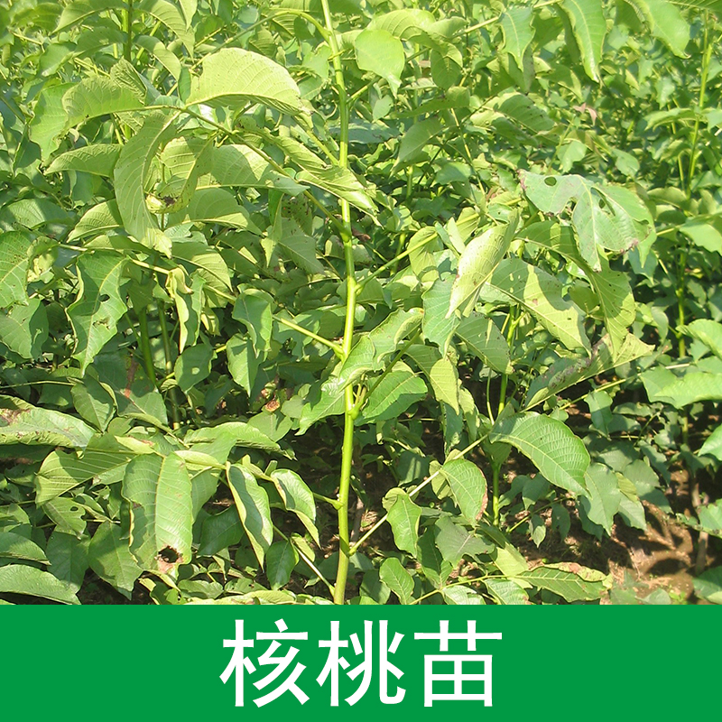 核桃苗圖片/核桃苗樣板圖 (2)