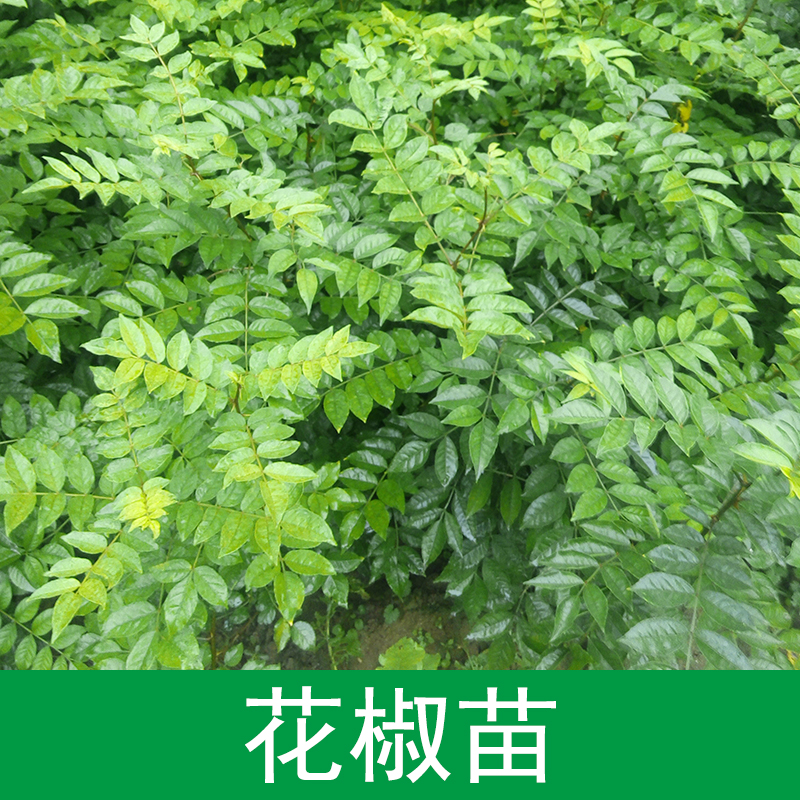 花椒苗圖片/花椒苗樣板圖 (3)