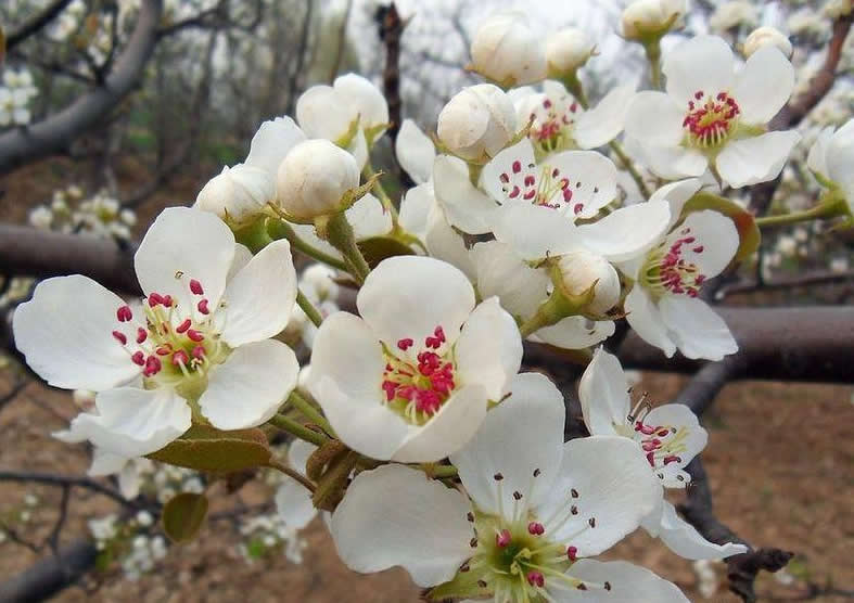 梨花粉花粉雪梨鸭梨粉图片