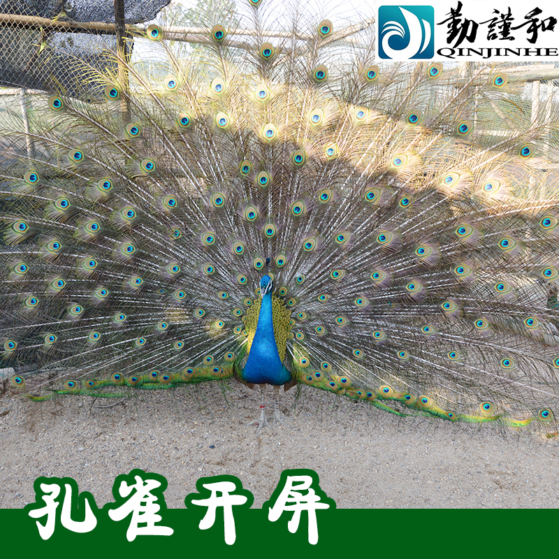 孔雀開屏圖片/孔雀開屏樣板圖 (1)