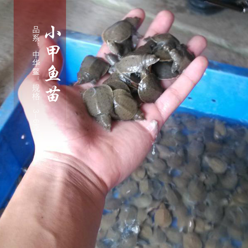 小甲魚苗圖片/小甲魚苗樣板圖 (2)