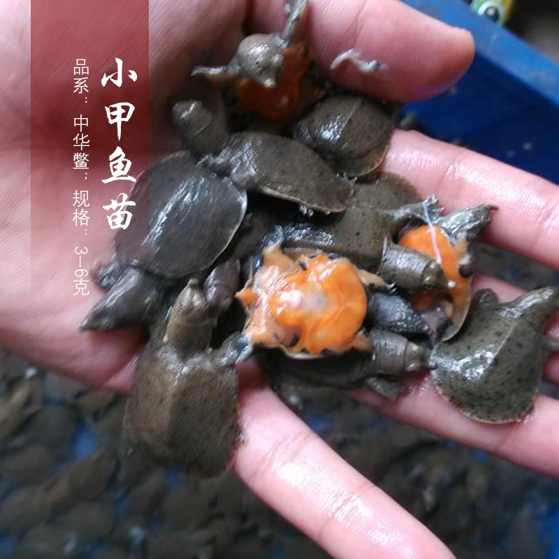 小甲魚苗圖片/小甲魚苗樣板圖 (1)