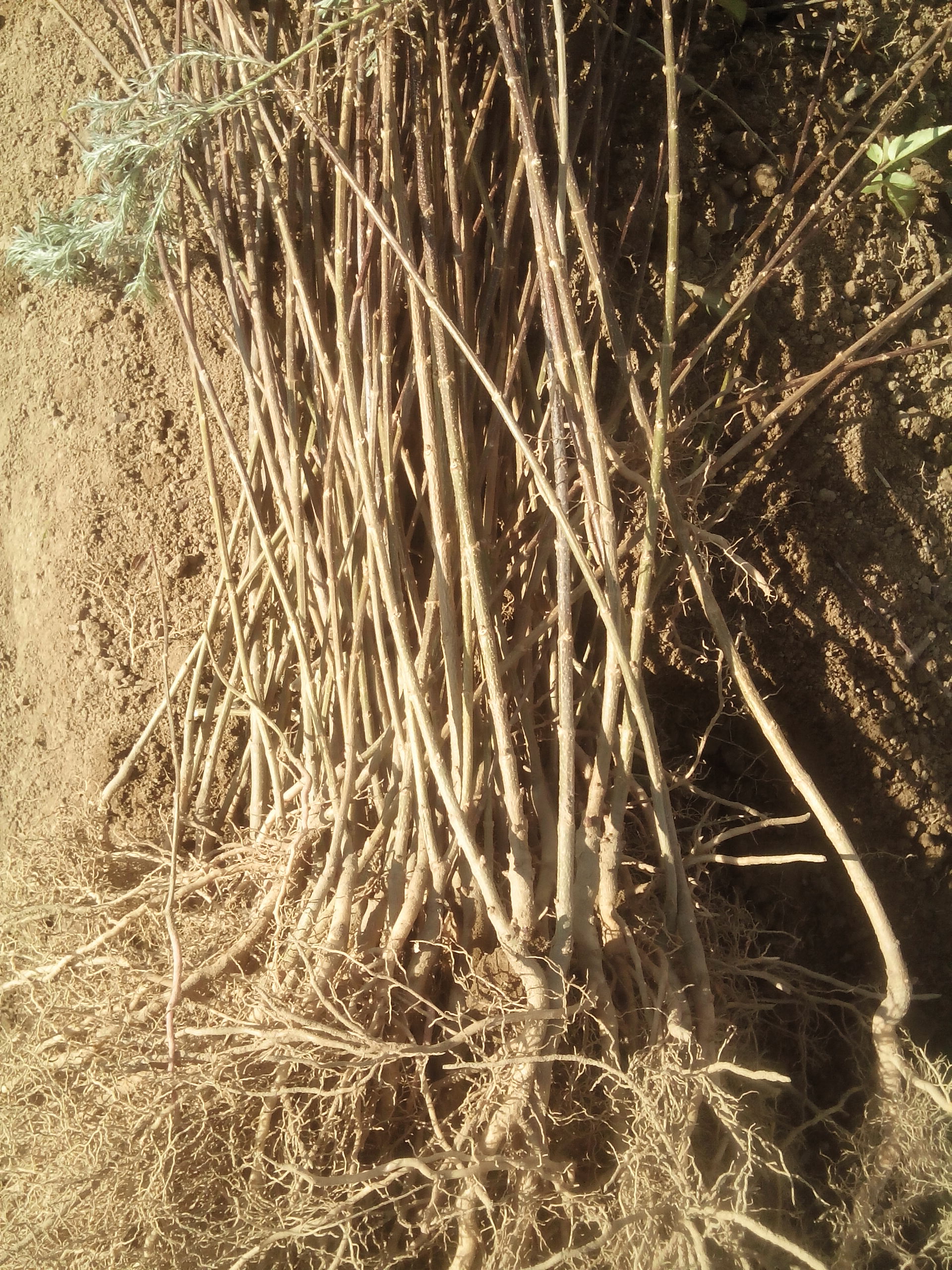 連翹苗圖片/連翹苗樣板圖 (3)