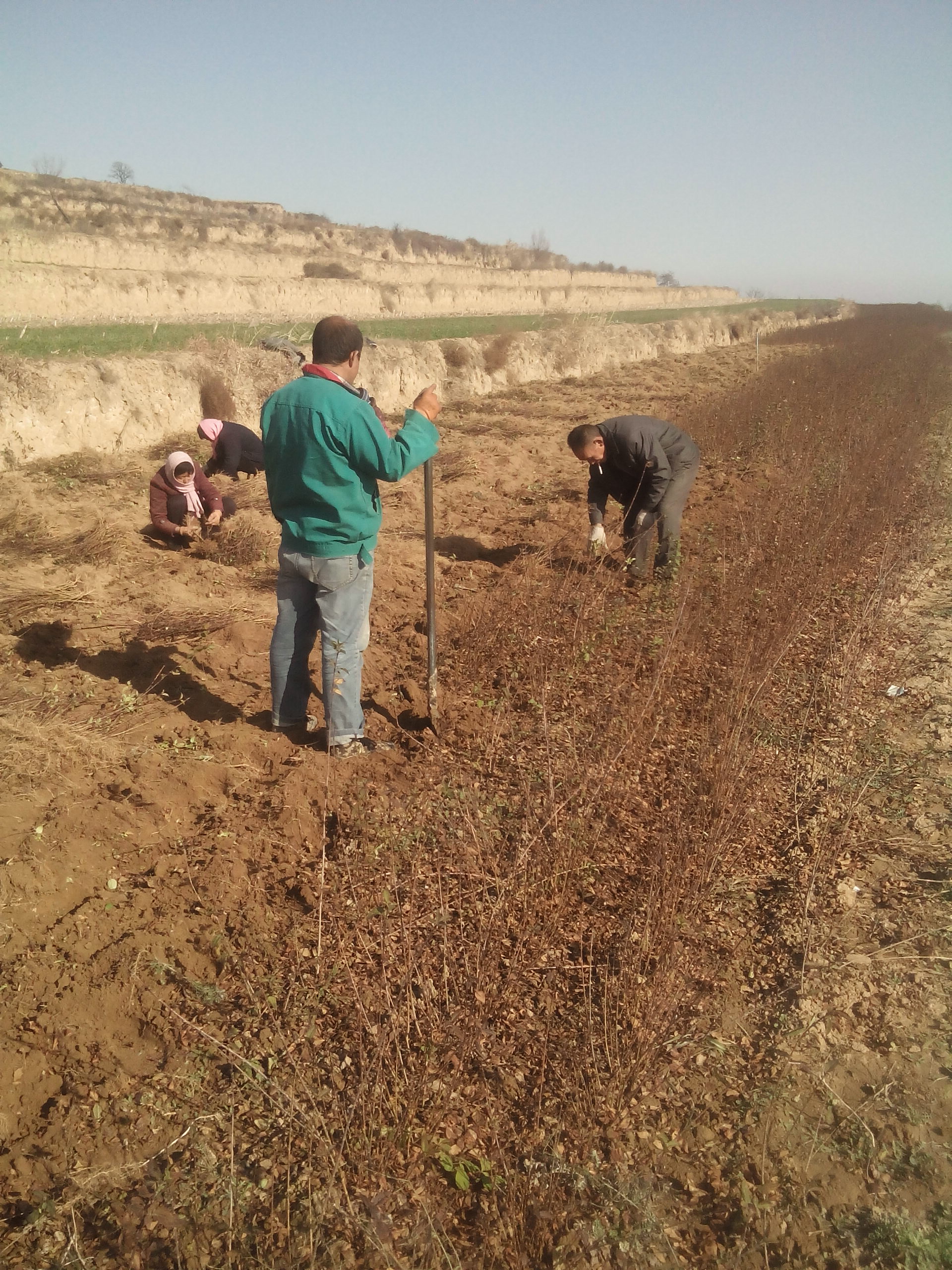 連翹苗圖片/連翹苗樣板圖 (3)