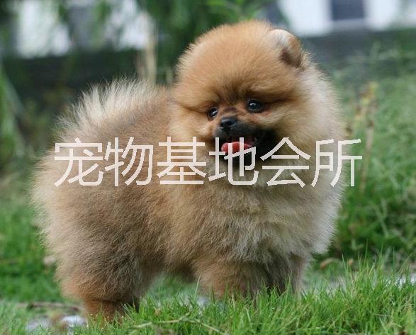 供应博美犬