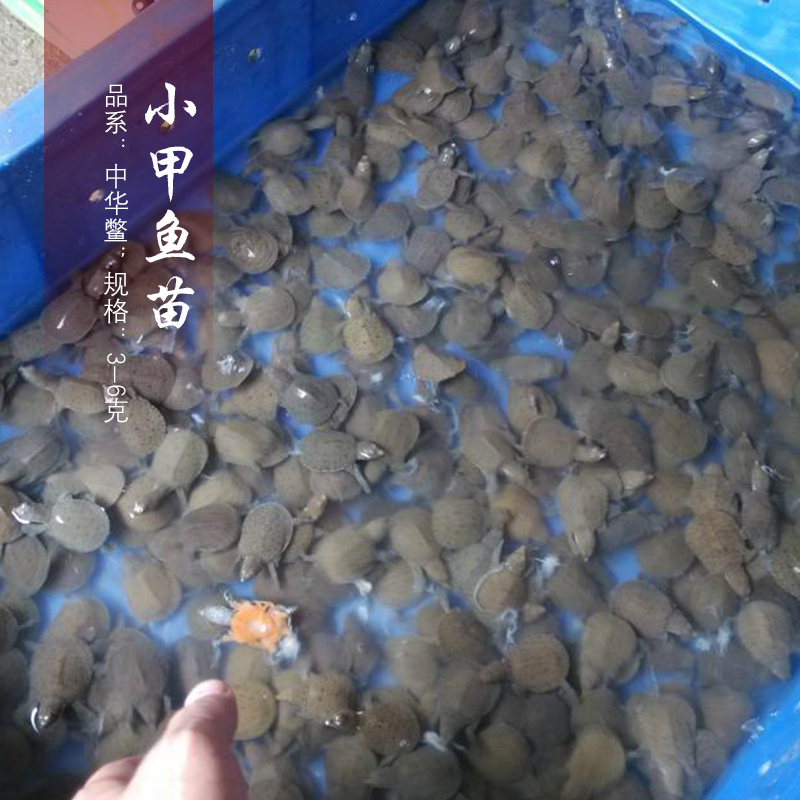 小甲魚苗圖片/小甲魚苗樣板圖 (3)