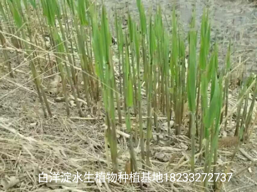 保定市芦苇苗，白洋淀芦苇苗，东北芦苇苗厂家