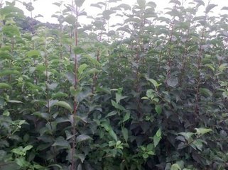 寒富蘋果苗圖片/寒富蘋果苗樣板圖 (3)