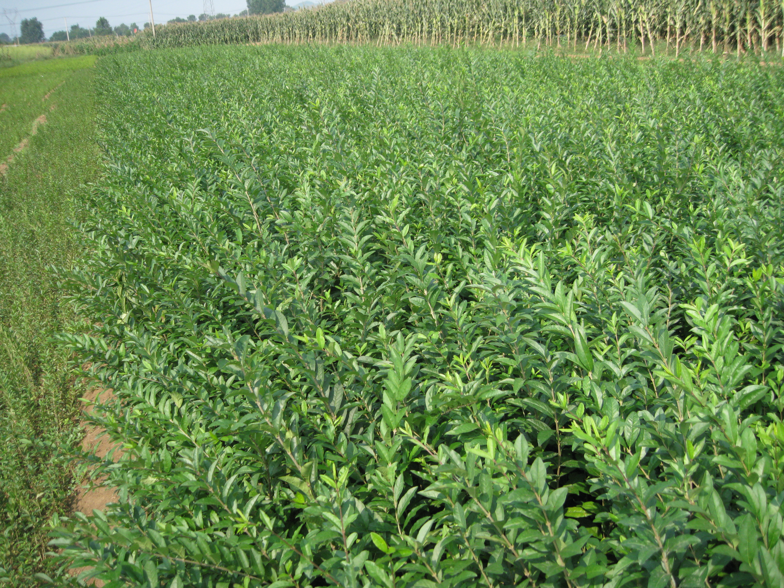 遼寧水蠟樹苗批發(fā)價(jià)格圖片/遼寧水蠟樹苗批發(fā)價(jià)格樣板圖 (3)