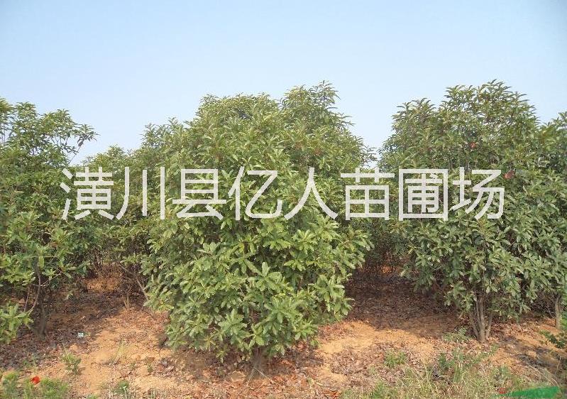 石楠圖片/石楠樣板圖 (1)