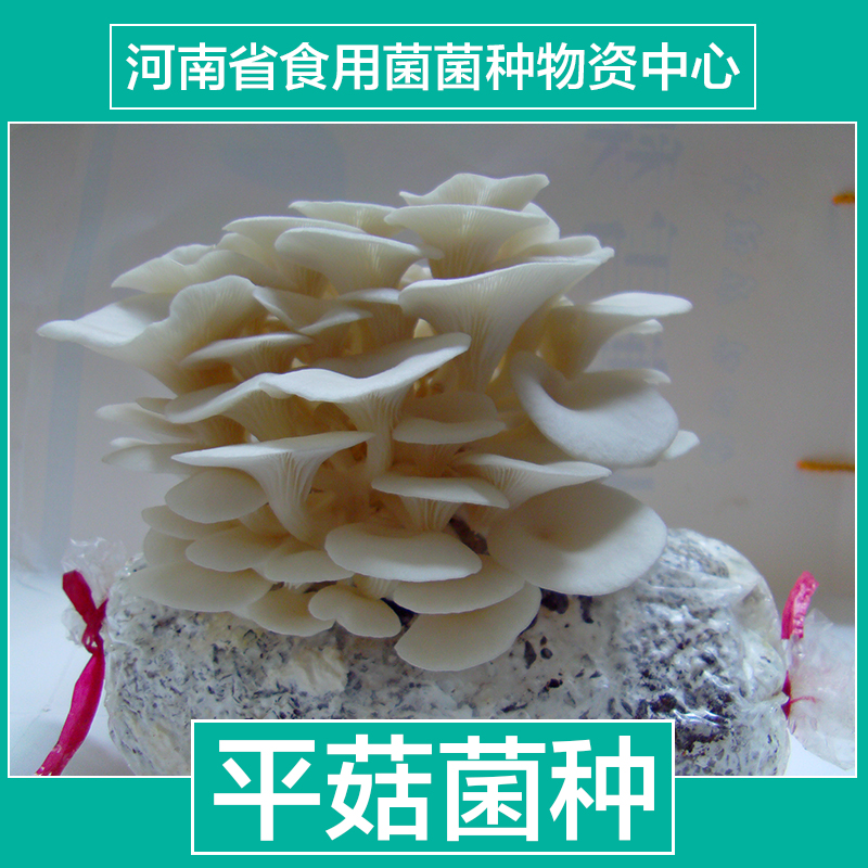 食用菌菌種圖片/食用菌菌種樣板圖 (4)