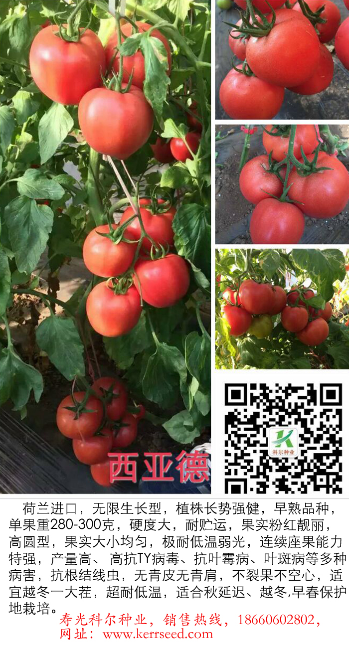 西亞德--優(yōu)質(zhì)西紅柿種子 耐低溫圖片