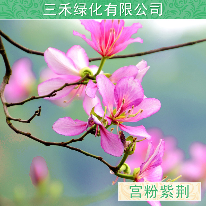 供應紫荊苗木大樹小苗大量出售，規(guī)格價低，廣西柳州紫荊苗木批發(fā)價格