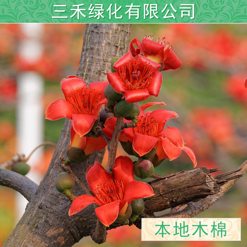 供應美麗異木棉基地哪里有大量供應各種規(guī)格大樹小苗，廣西柳州種植園