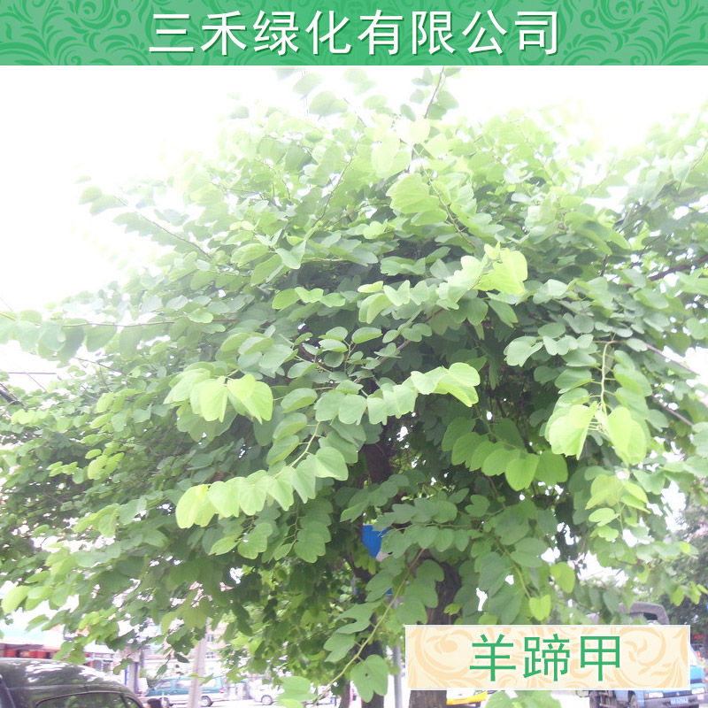 羊蹄圖片/羊蹄樣板圖 (4)