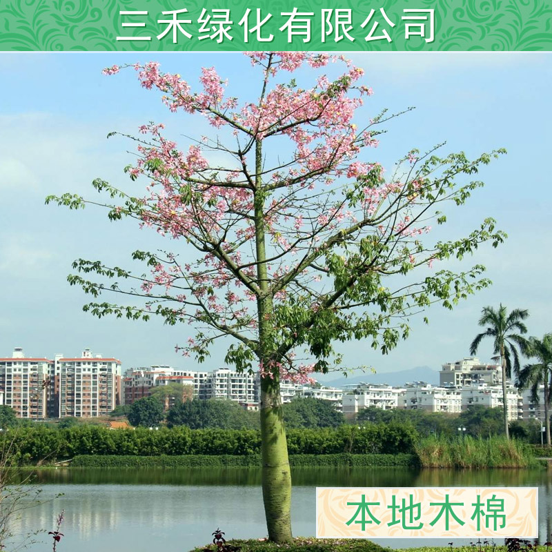 美麗異木棉圖片/美麗異木棉樣板圖 (4)
