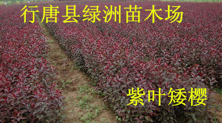 紫葉矮櫻圖片/紫葉矮櫻樣板圖 (1)