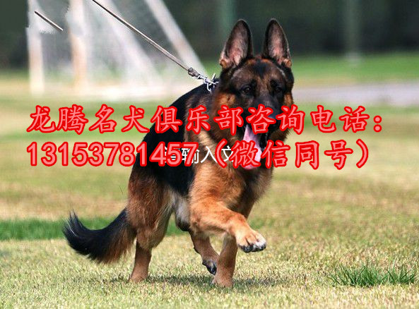 德国牧羊犬报价图片