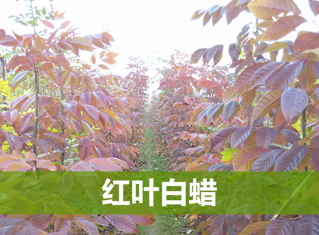 红叶白蜡苗，山东红叶白蜡苗种植基地，山东红叶白蜡苗批发