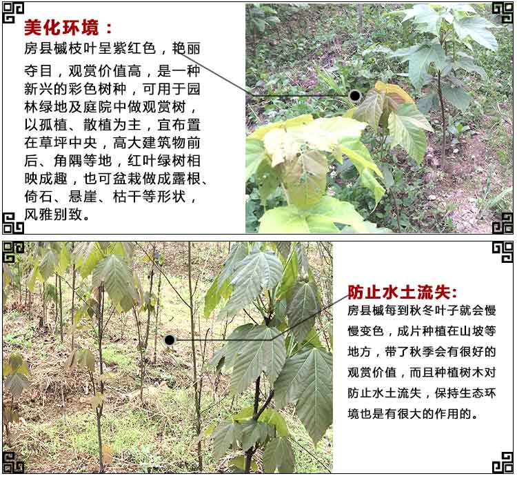 彩葉樹圖片/彩葉樹樣板圖 (4)