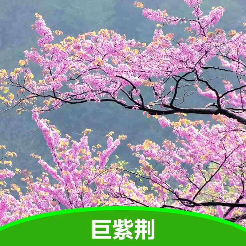 巨紫荊苗圖片/巨紫荊苗樣板圖 (2)