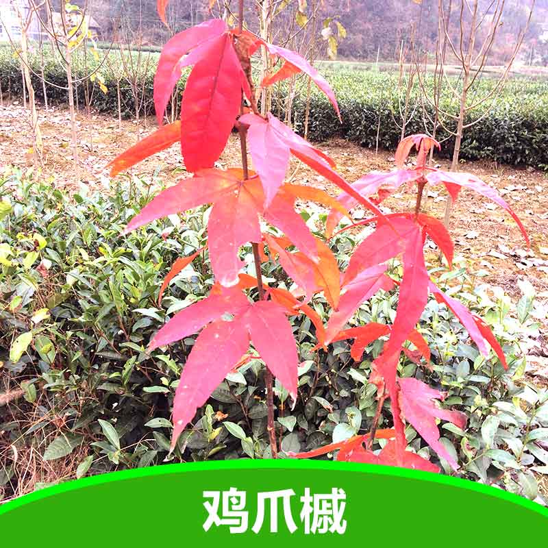槭樹科彩葉樹雞爪槭苗銷售