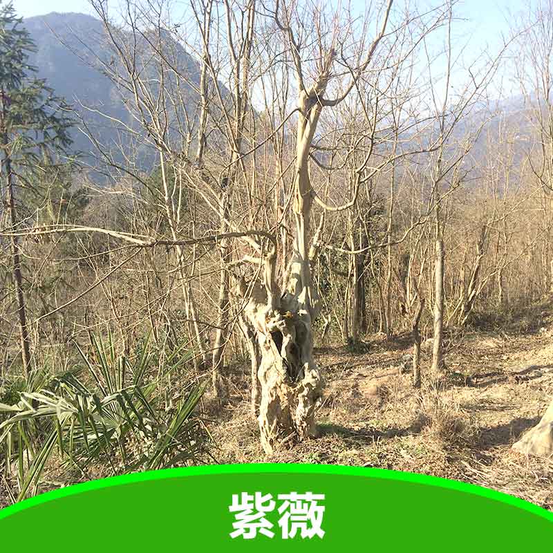 紫薇圖片/紫薇樣板圖 (1)