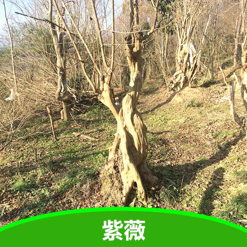 紫薇圖片/紫薇樣板圖 (3)
