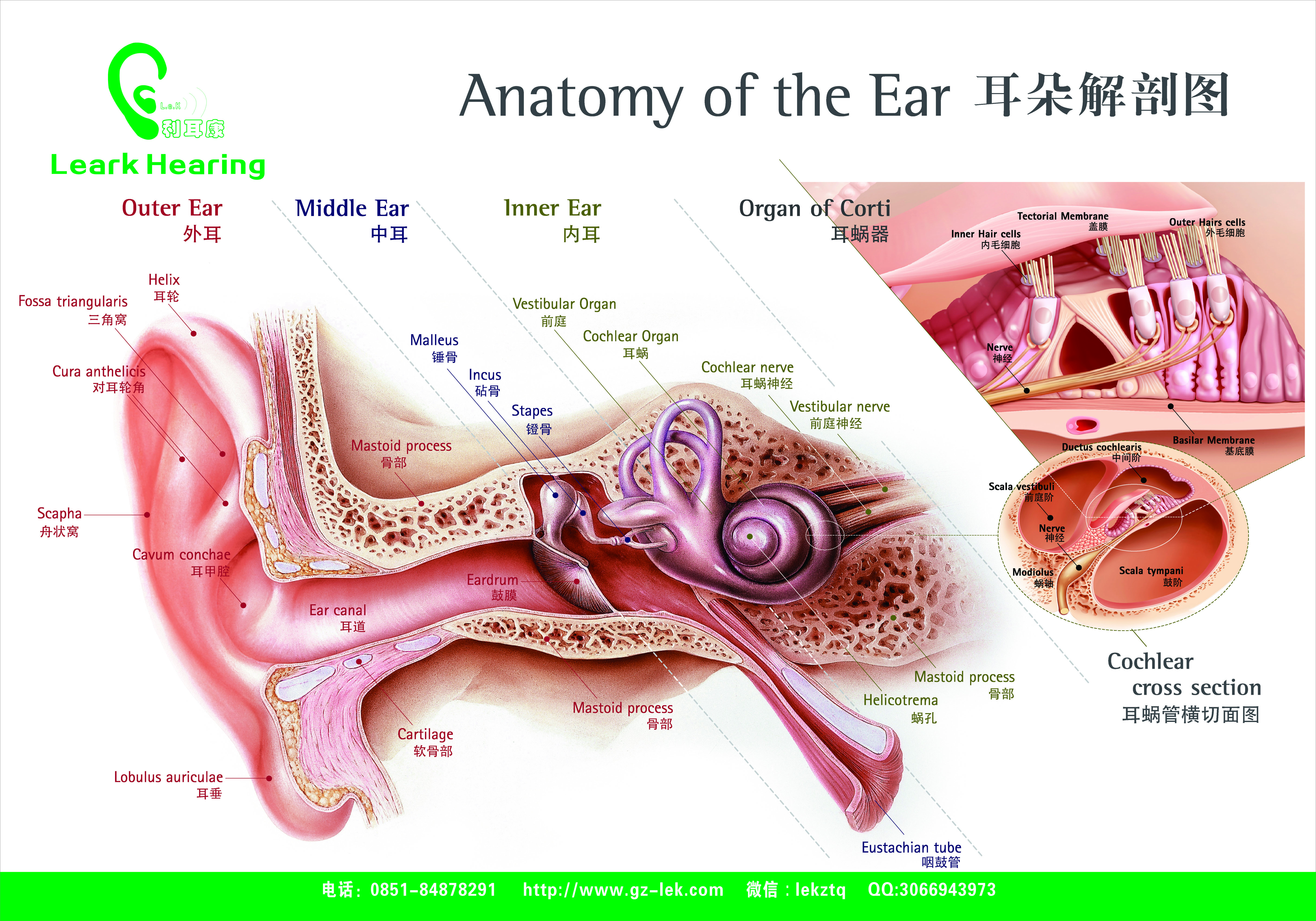 助聽器圖片/助聽器樣板圖 (4)