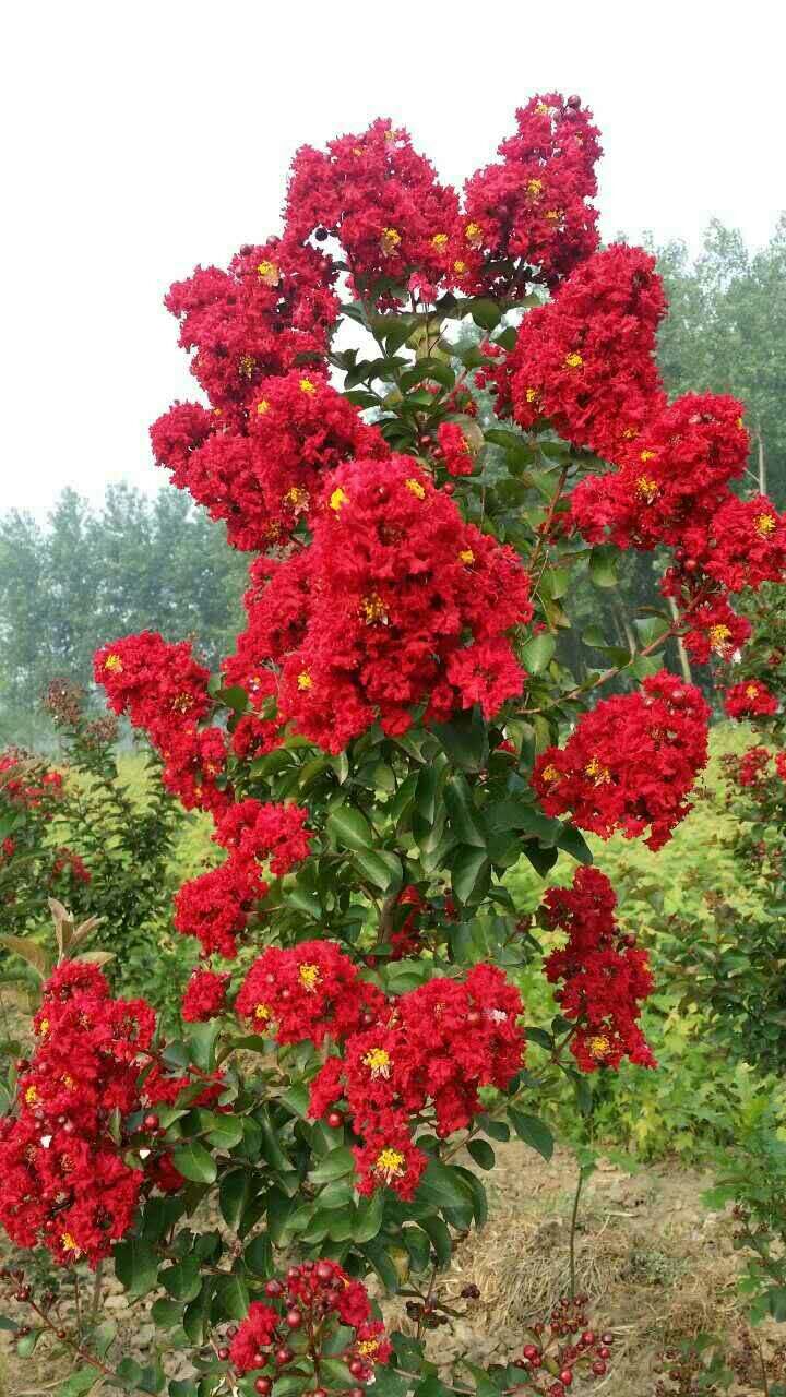 漢中草花圖片/漢中草花樣板圖 (4)