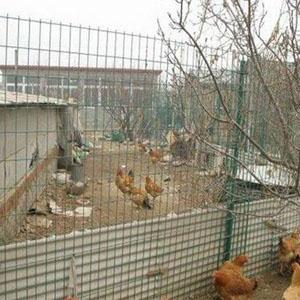 貴州養(yǎng)雞護(hù)欄、圈山護(hù)欄廠家直銷圖片/貴州養(yǎng)雞護(hù)欄、圈山護(hù)欄廠家直銷樣板圖 (2)