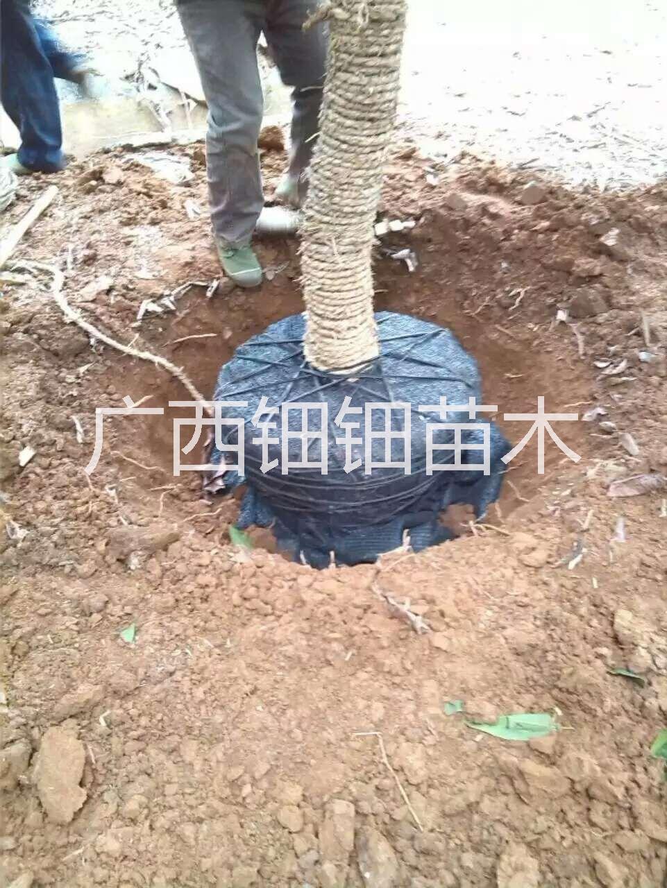 南寧黃葛蘭小苗批發(fā)價(jià)圖片