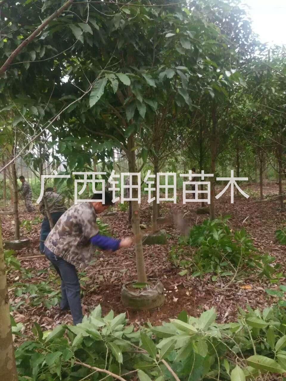 小苗圖片/小苗樣板圖 (3)