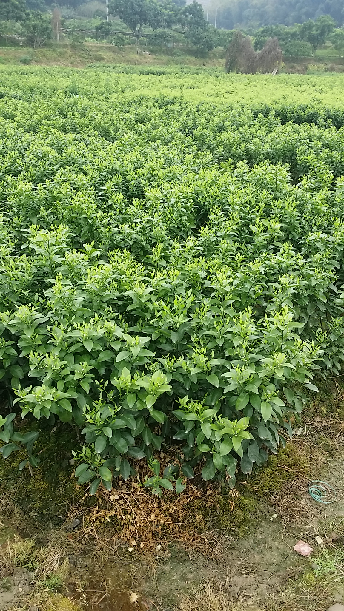 茂名市哪里有沙糖桔苗卖厂家供应哪里有沙糖桔苗卖，低价处理沙糖桔苗13703032643