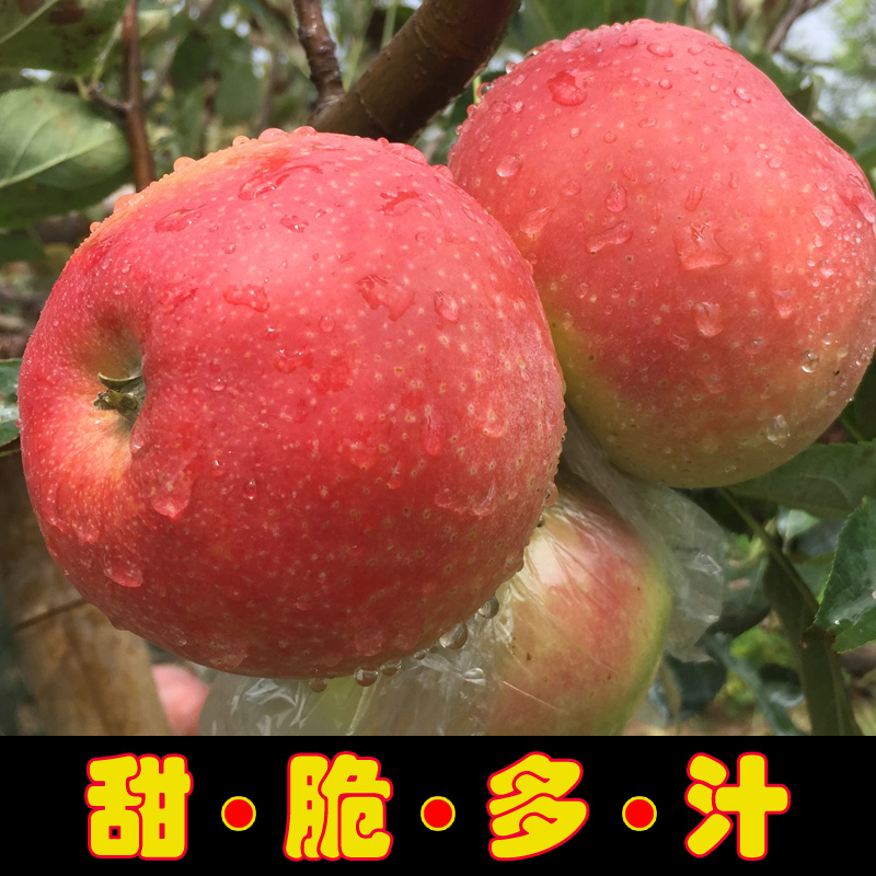 供應(yīng)用于銷(xiāo)售的碭山縣葛集鎮(zhèn)紅富士蘋(píng)果批發(fā)