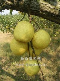 綠寶石梨圖片/綠寶石梨樣板圖 (2)