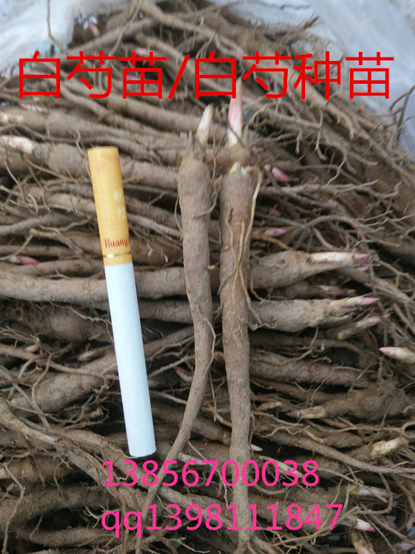 赤芍種子圖片/赤芍種子樣板圖 (2)