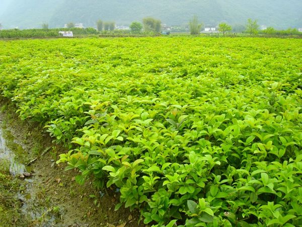 茂名市哪里有沙糖桔苗卖厂家