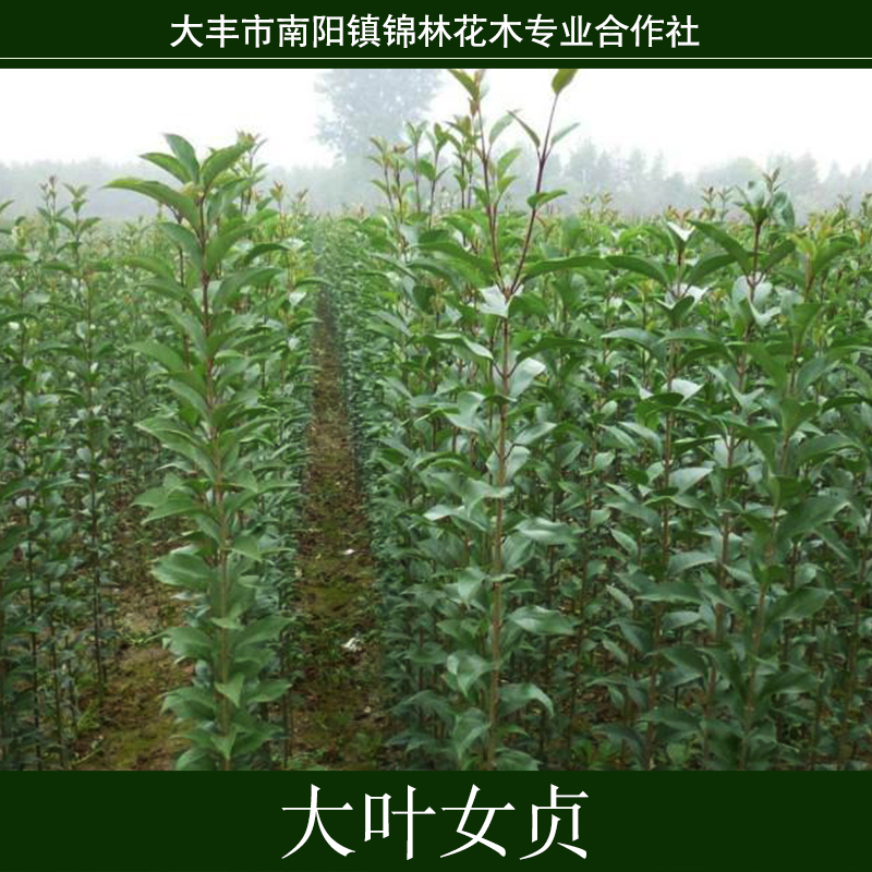 大葉女貞圖片/大葉女貞樣板圖 (1)