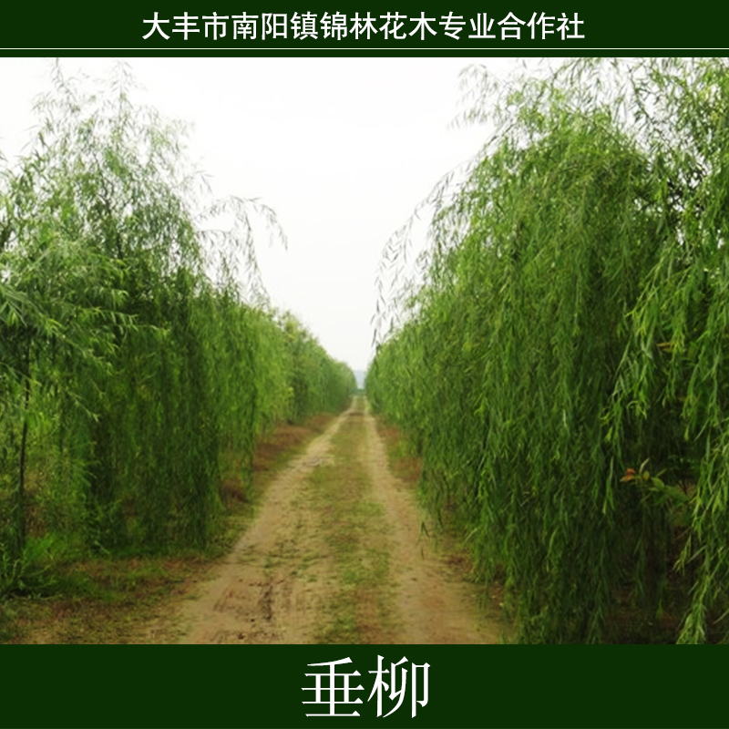 垂柳批發(fā)圖片/垂柳批發(fā)樣板圖 (4)
