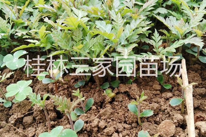 广西杨梅芽苗/杨梅小苗价格、杨梅芽苗种植基地批发价出售图片