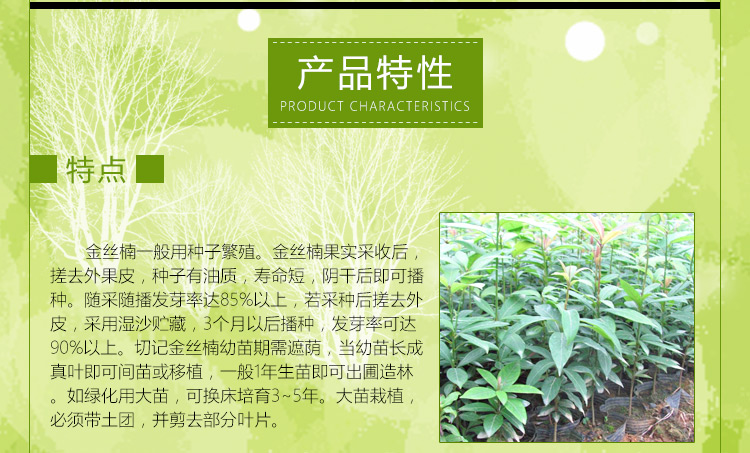 金絲楠木圖片/金絲楠木樣板圖 (2)