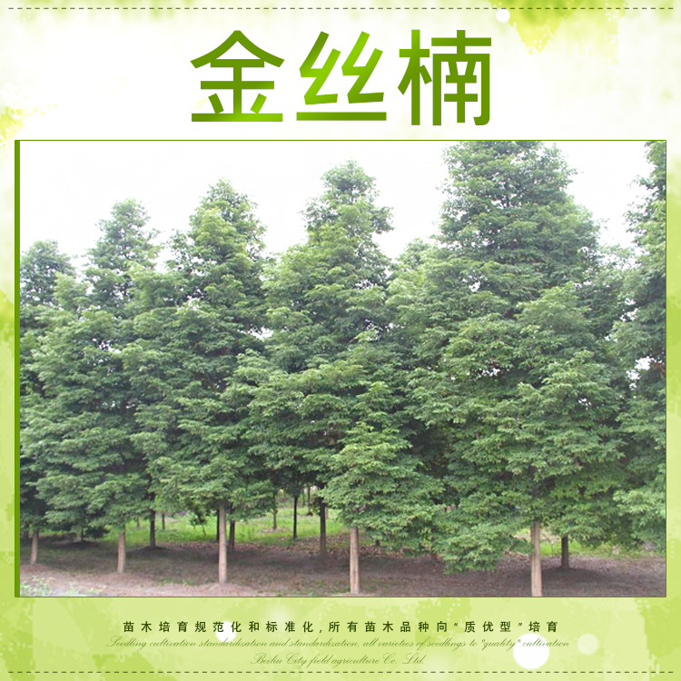 廣西玉林圖片/廣西玉林樣板圖 (3)