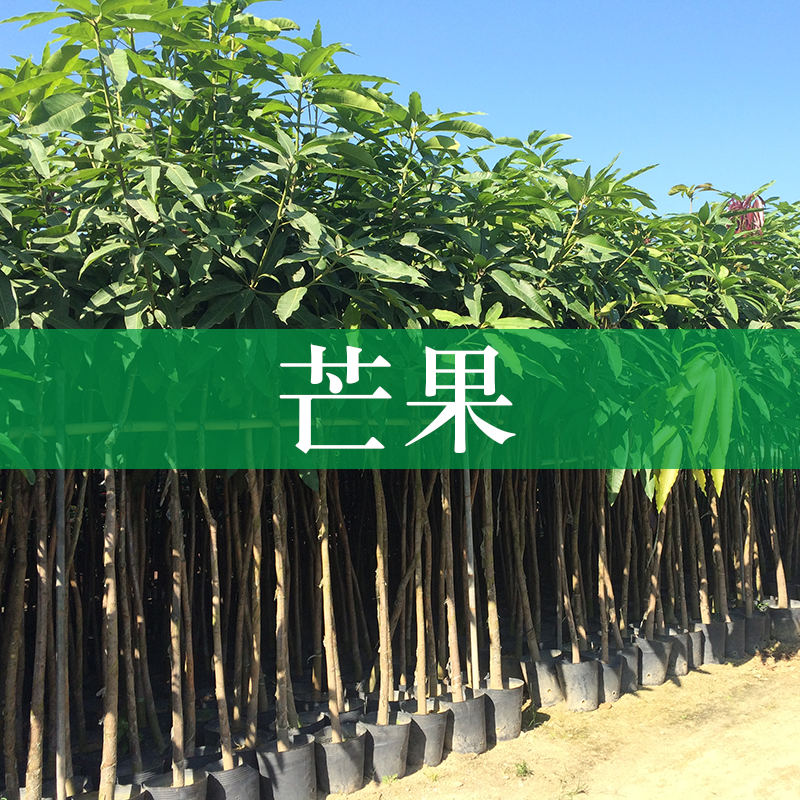 芒果圖片/芒果樣板圖 (1)
